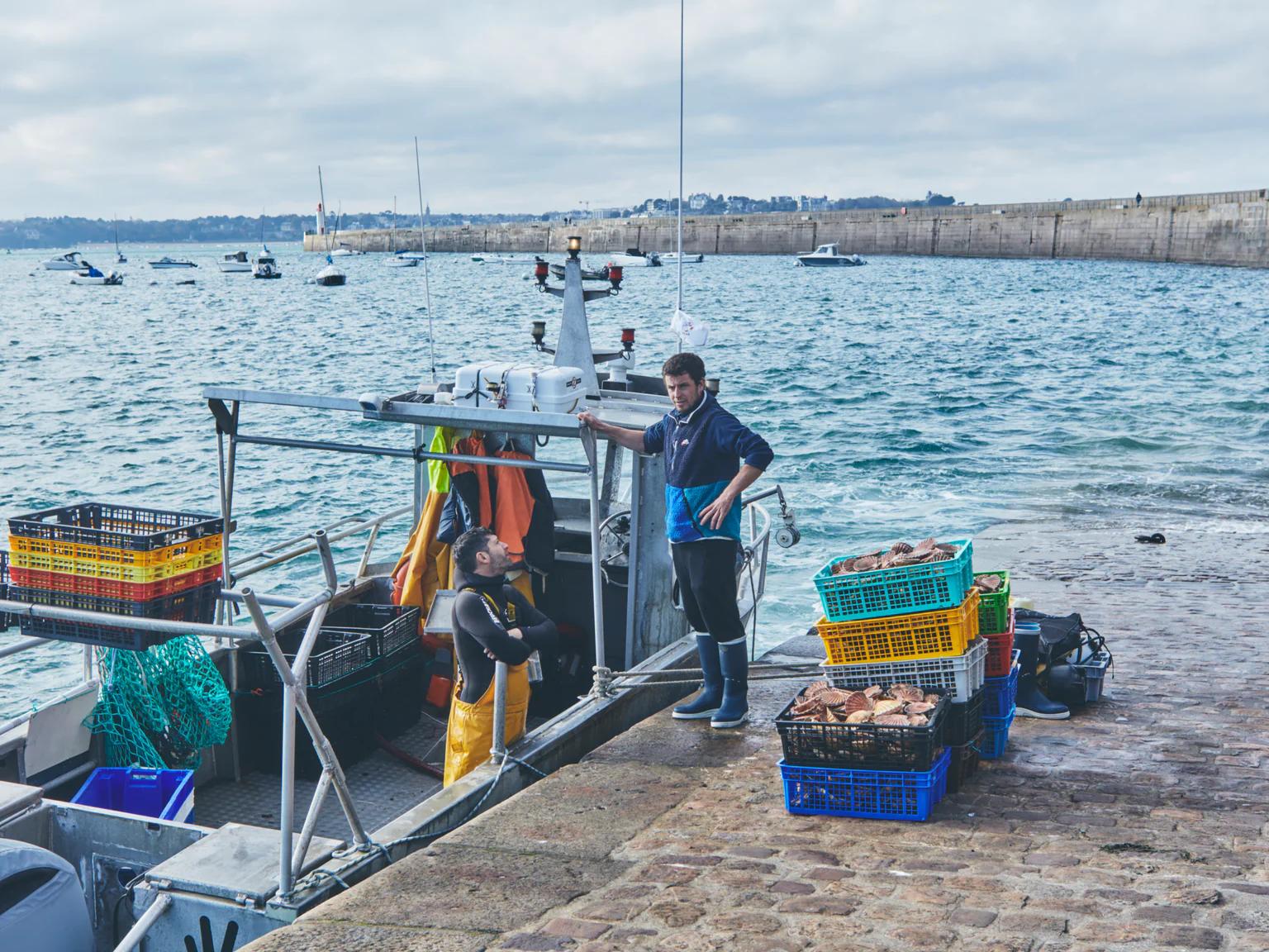 Débarque de coquilles Saint-Jacques sur le port de Saint-Malo