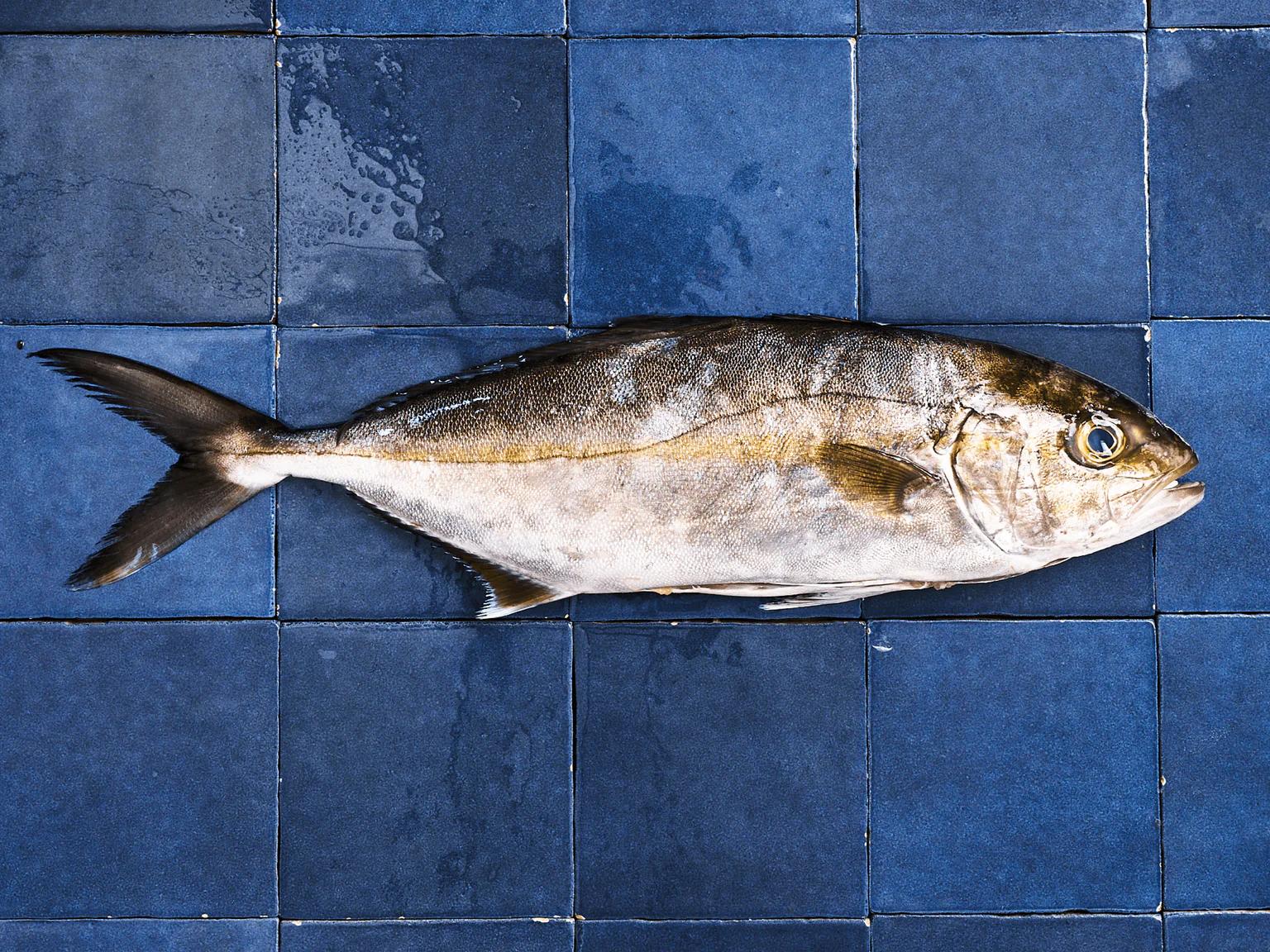 La sériole, poisson blanc dont la chair se rapproche un peu du thon ou de l’espadon.