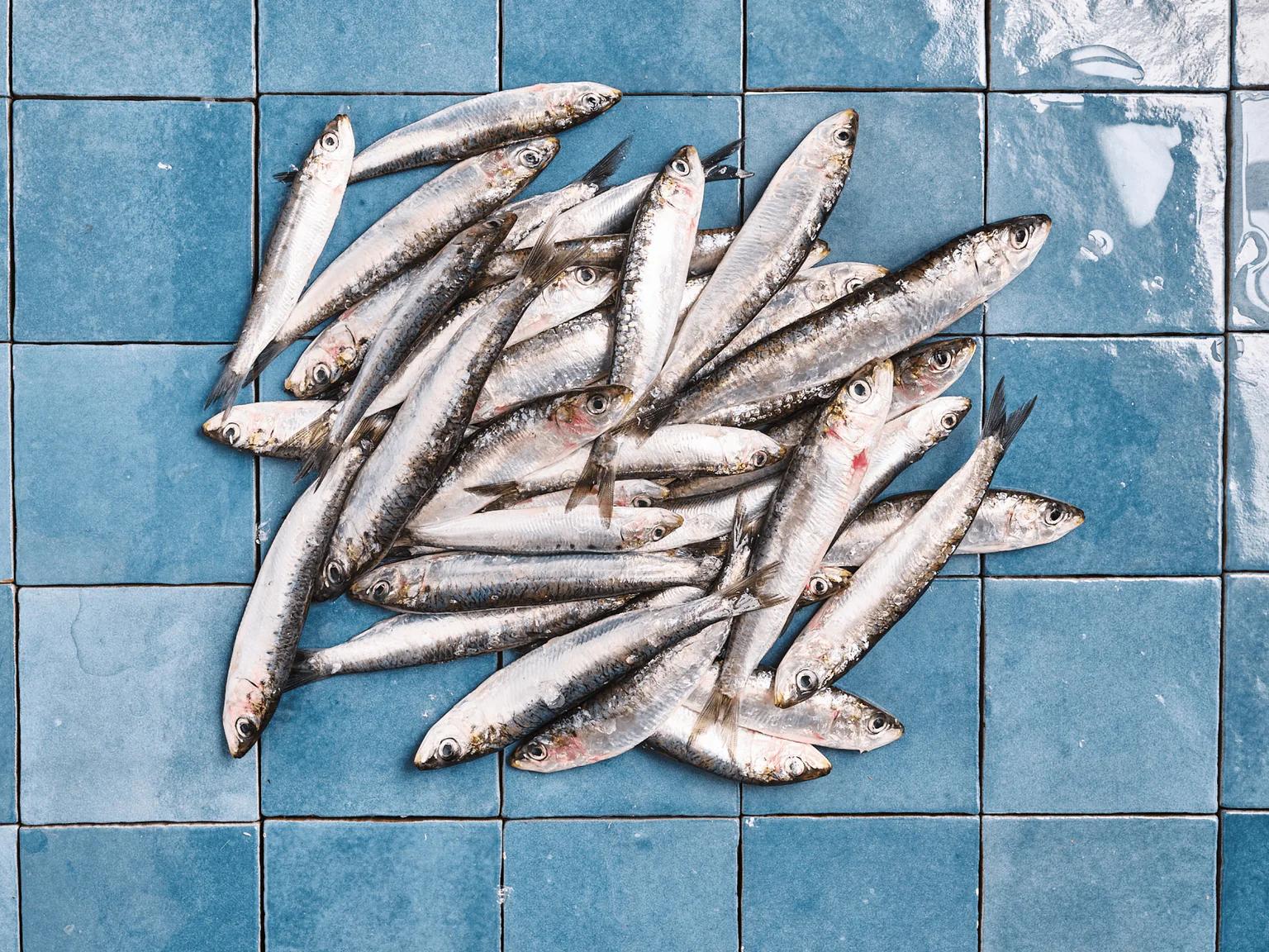 La sardine est une espèce pélagique, c’est-à-dire qu’elle vit principalement dans les eaux proches de la surface.